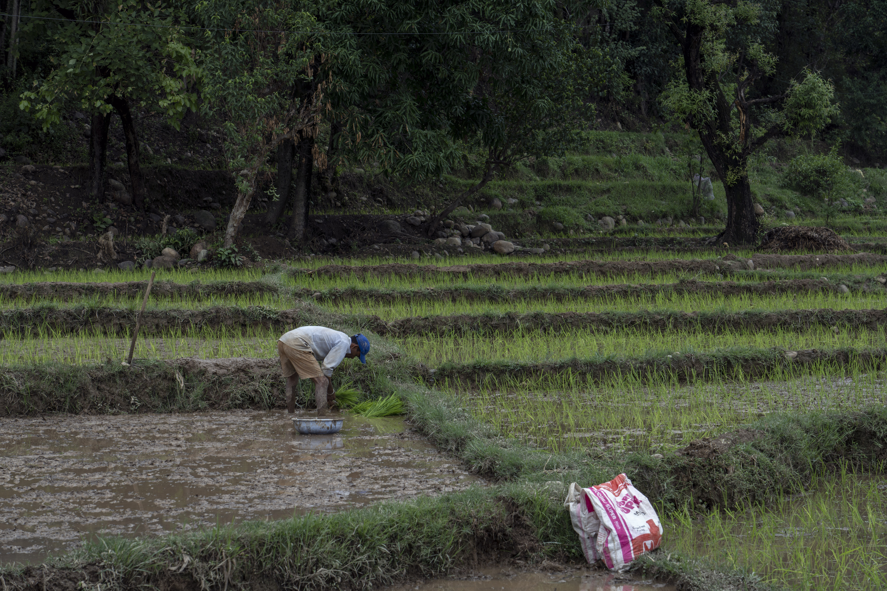 Un hombre trabaja en una plantación de arroz en Dharmsala, India.