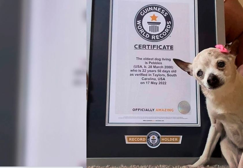 Pebbles cuando fue certificada como el perro m