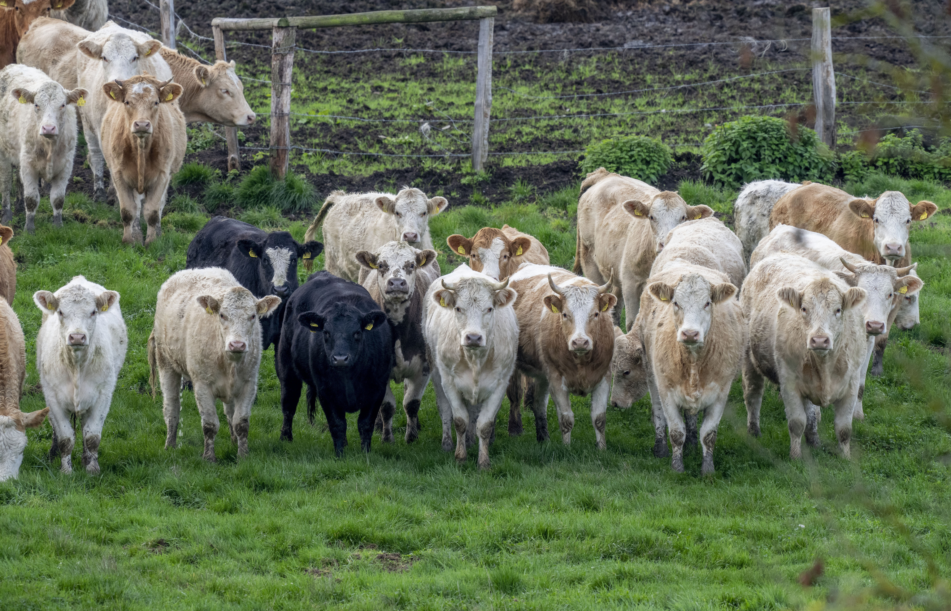 Vacas en Wehrheim, cerca de Fr