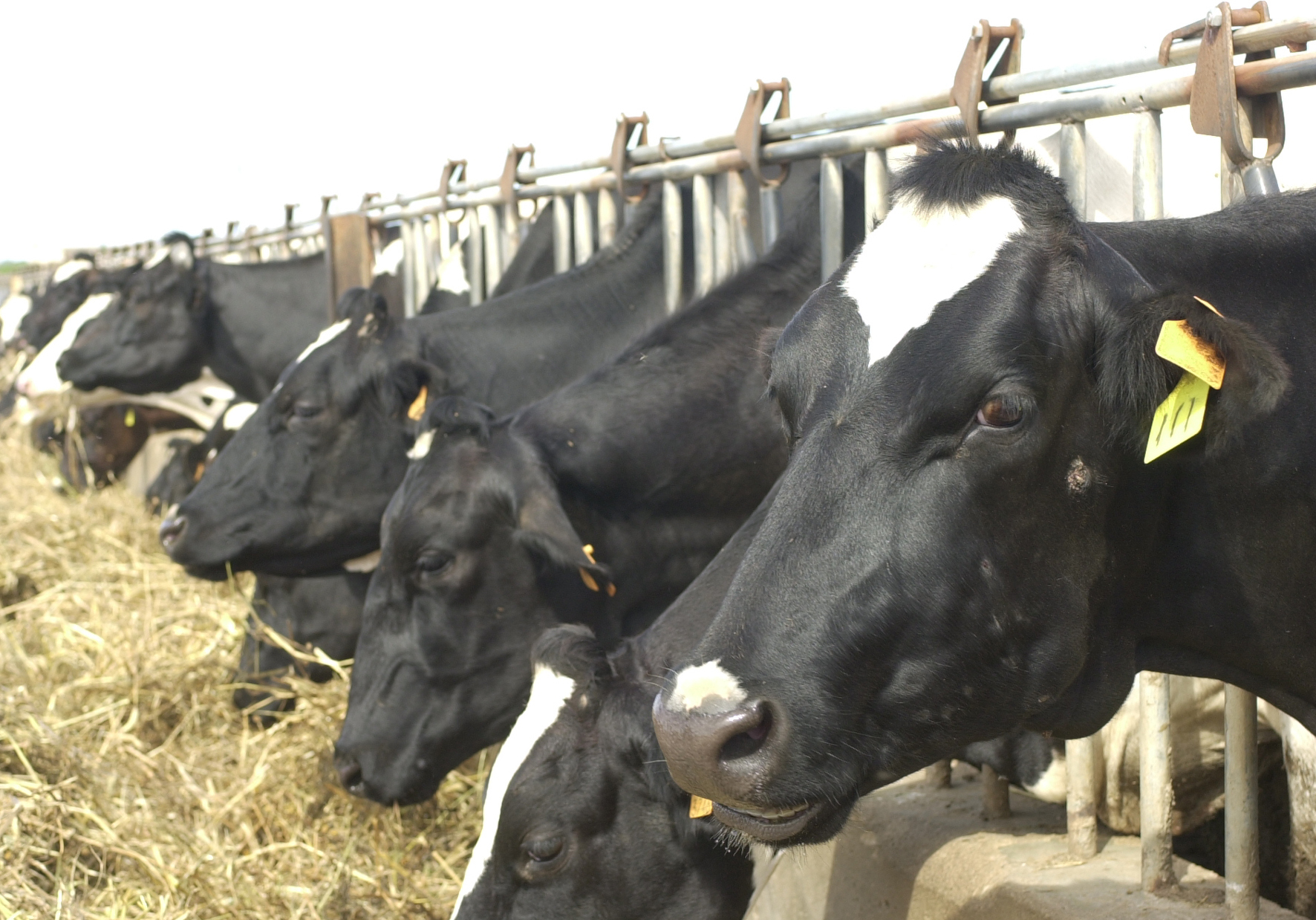 Vacas en un establo