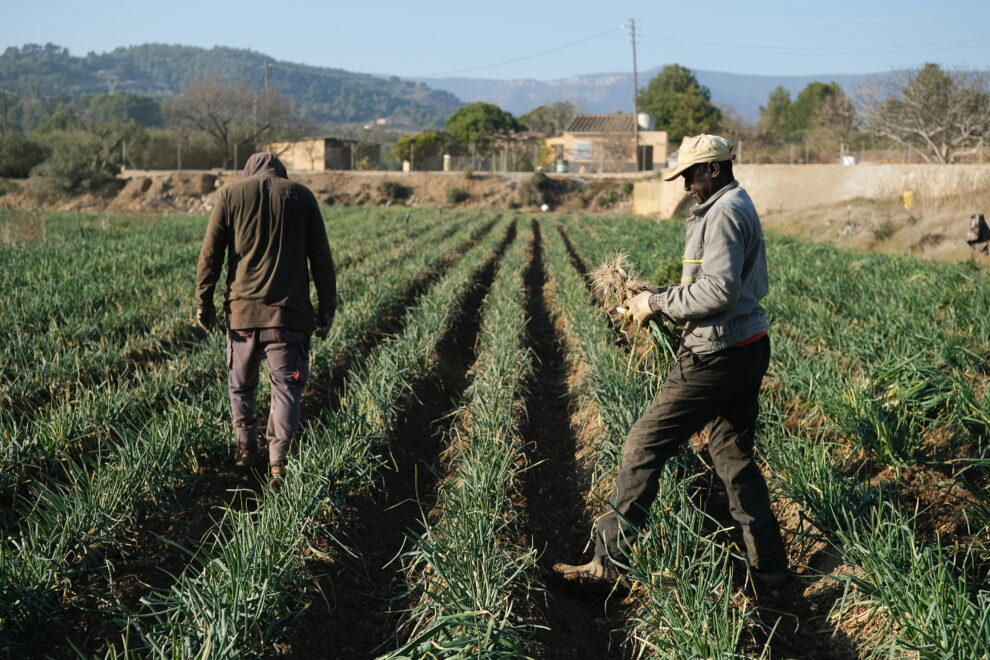 Varios agricultores recolectan 'calçots' en una plantación de Maspujols, Tarragona.